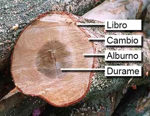 parte del árbol del tronco