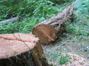 podando árboles de madera