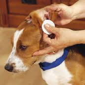 dog ear cleaning