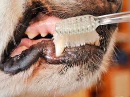 limpiando los dientes de perro