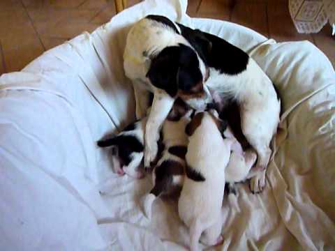 dog breastfeeding puppies