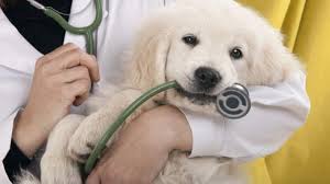 chien avec vétérinaire
