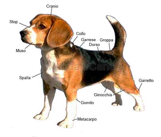 morfologia cane