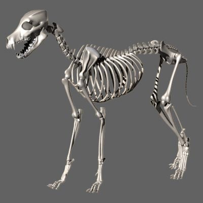 chien squelette