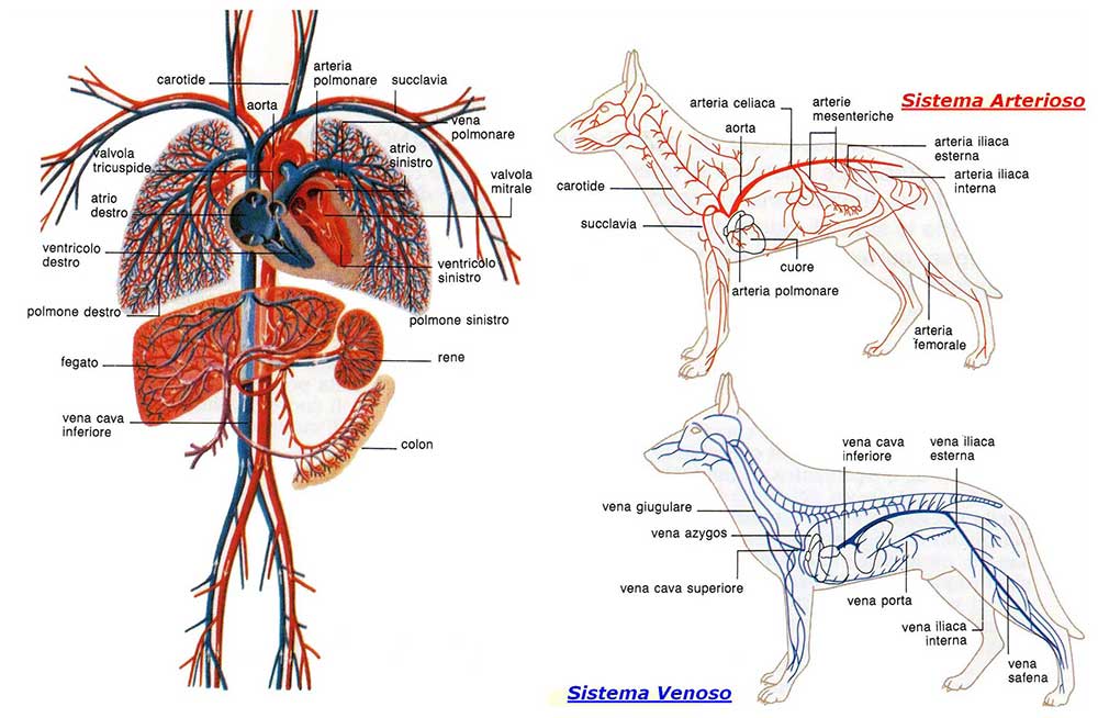 système circulatoire