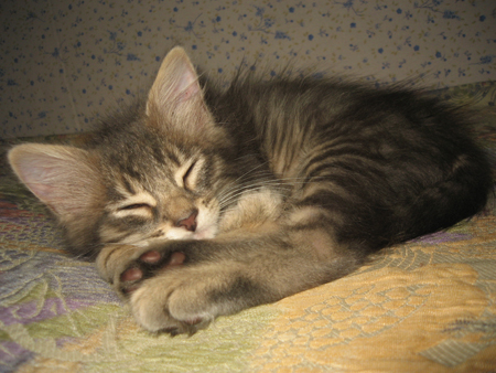 el gato doméstico toma una siesta
