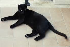 espécimen de gato negro europeo