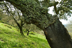 cork oak