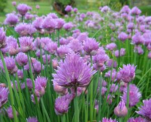 flowers chives