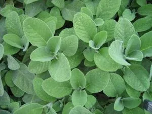 salvia