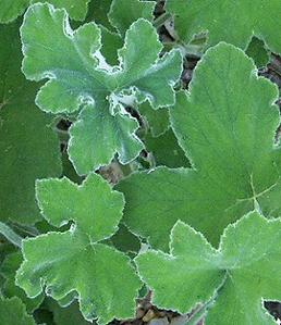geranei leaf perfumed