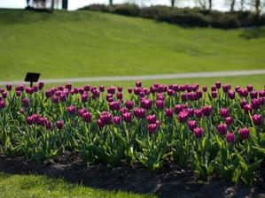 tulip bulbs border flowerbed lawn