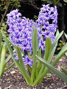 hyacinth flower bulbs