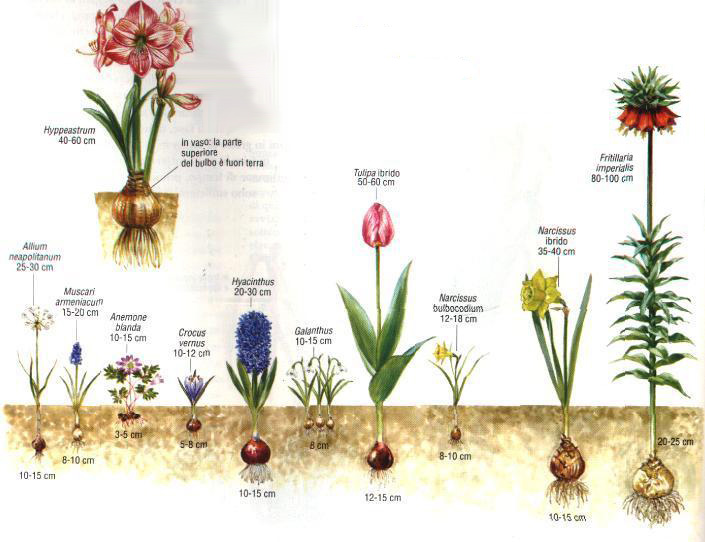 bulbs soil depth