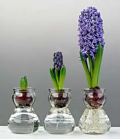 bulbo vaso acqua