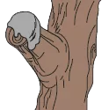 masilla de poda