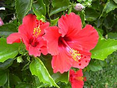 hibiscus Hibiscus rosa-sinensis