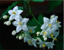 Solanum jasminoides 
