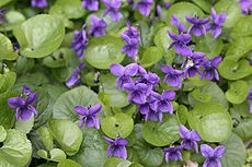 alto odorata