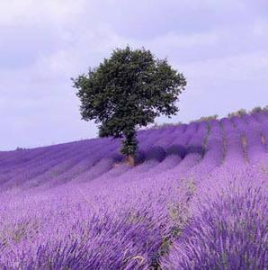 perfume car lavender