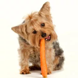 feed dog