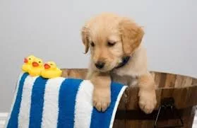 bagno cane