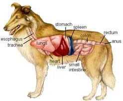 digestive system dog