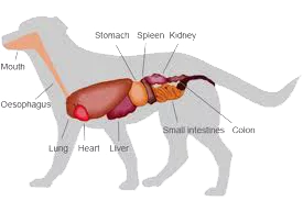 chien à l'intérieur