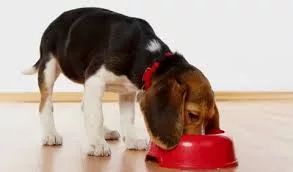Il processo digestivo del cane