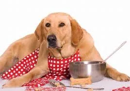 Gli elementi fondamentali nel processo digestivo del cane