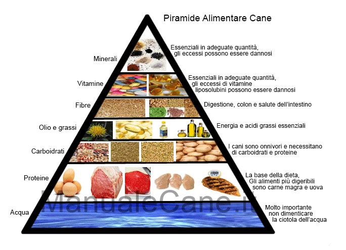 piramide alimentare cane