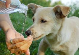acqua cane beve