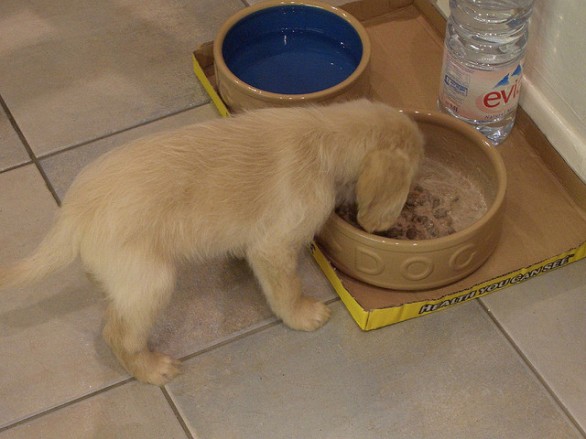 puppy feeding