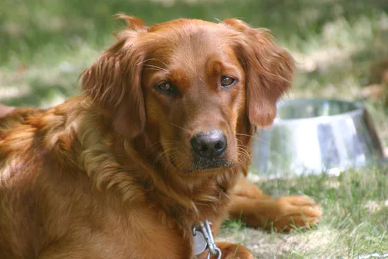 Alimentazione cane adulto