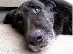 La dieta del cane anziano
