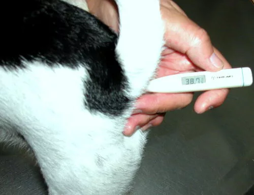 Controllare lo stato di salute del cane
