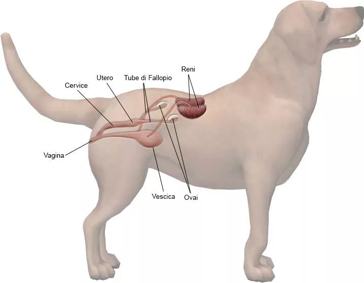 L'apparato riproduttore femminile del cane