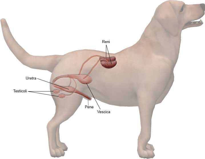 male reproductive system dog