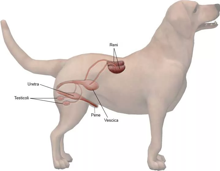 L'apparato riproduttore maschile del cane