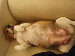 Fisiologia della riproduzione canina