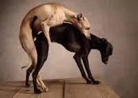 Accoppiamento tra cani