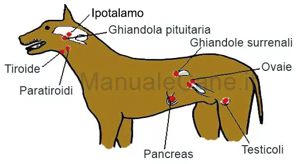 Apparato endocrino del cane