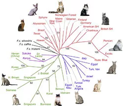 Categorie del manuale del gatto