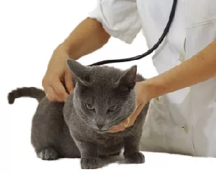 salud del gato