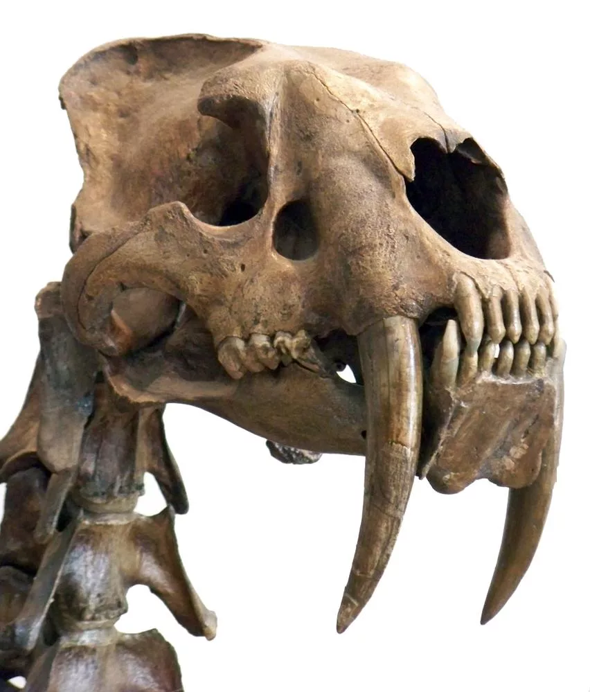 tigre denti sciabola