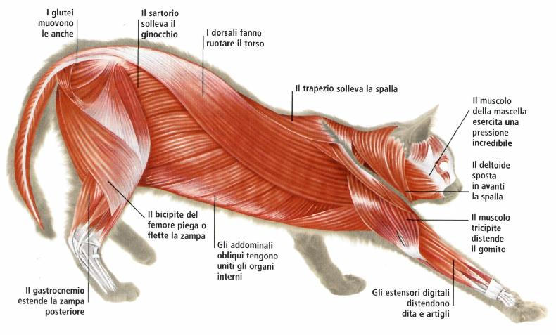 muscolatura del gatto