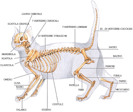 scheletro del gatto