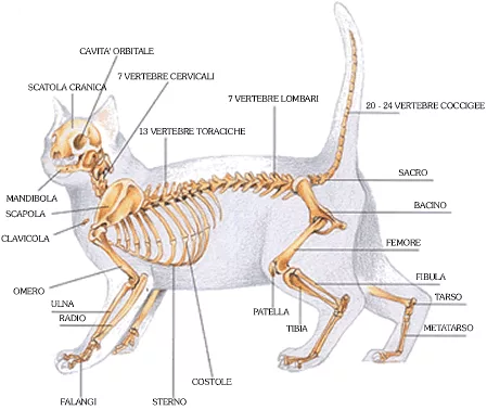 Scheletro e muscolatura