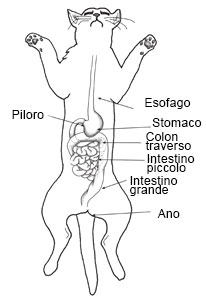 the digestive system in all its parts
