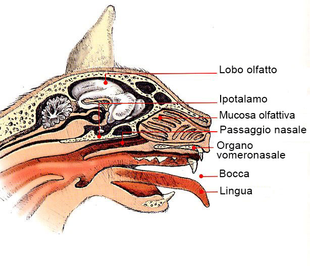 naso del gatto anatomia